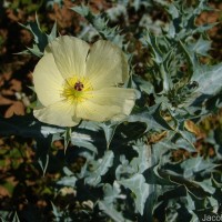 Argemone mexicana L.